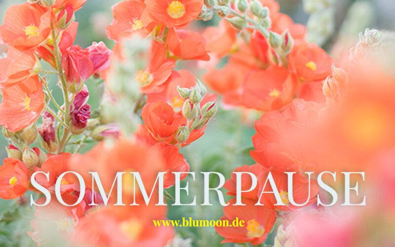 2023 Sommerpause, © Claudia Hohlweg für BLUMOON